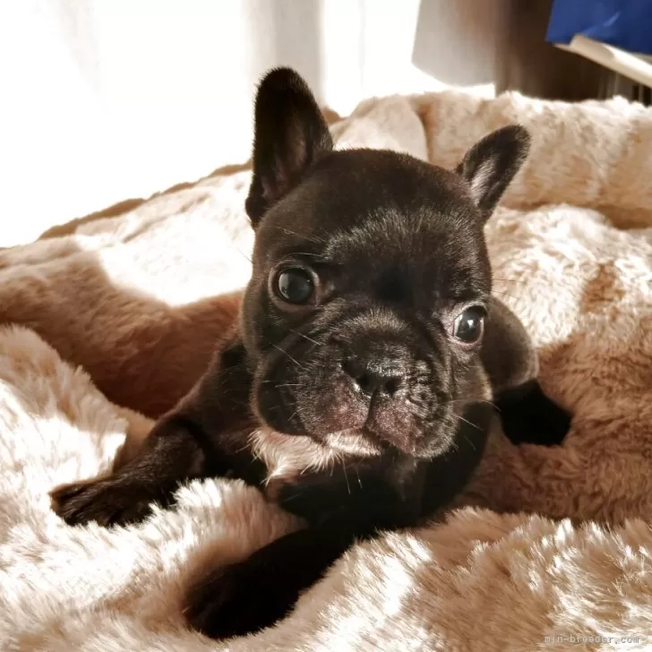 ID:2509-07258の子犬