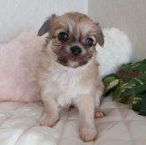 チワワ(ロング)