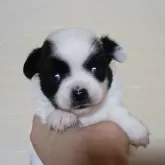 チワワ(ロング)