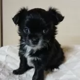 チワワ(ロング)