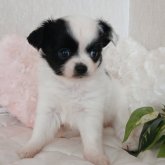 チワワ(ロング)