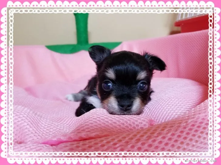 ID：1801-00844の子犬