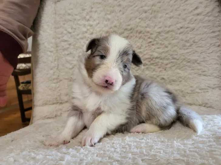 ID：2204-00812の子犬