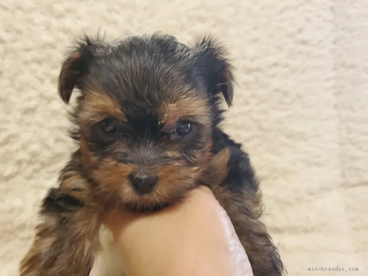 ID：2106-02388の子犬