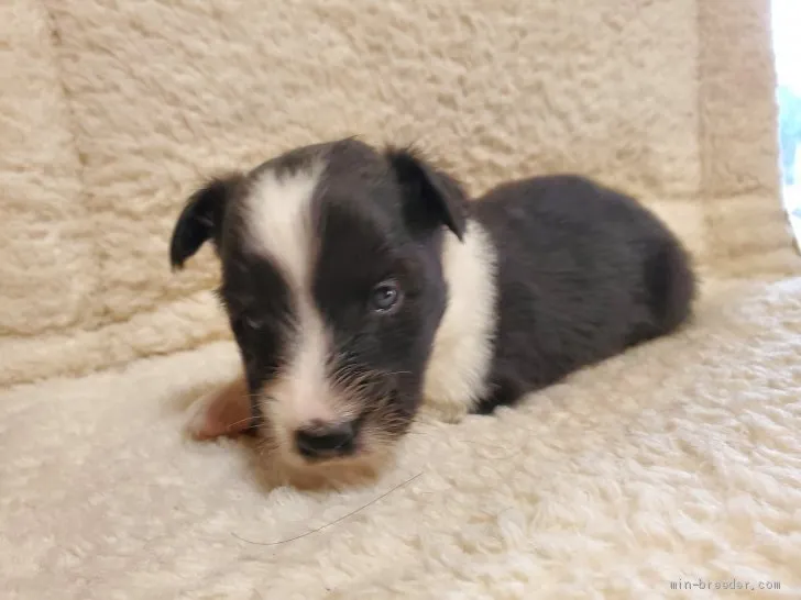 ID:2101-01743の子犬