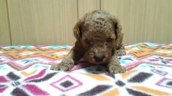 ID：1406-00213の子犬