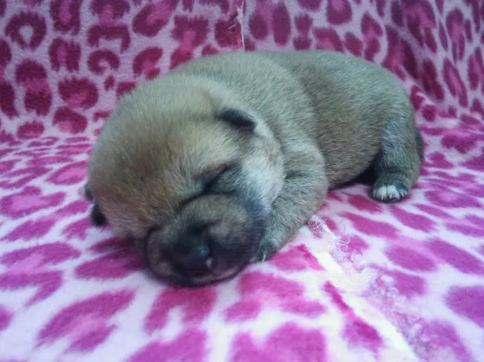 ID：1304-00855の子犬