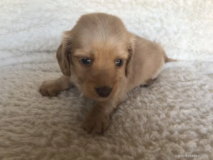 のの 様のお迎えした子犬