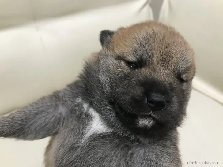 ID：1903-01489の子犬
