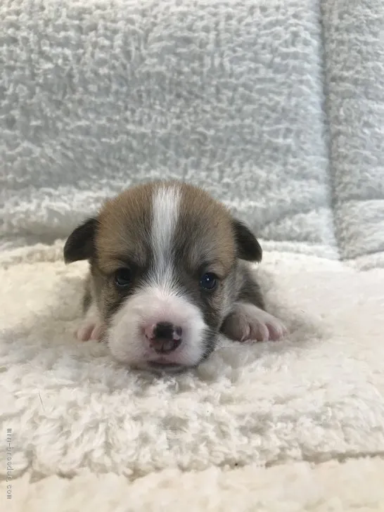 ID：2006-00806の子犬