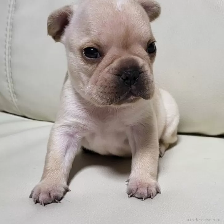 ID：2406-04962の子犬