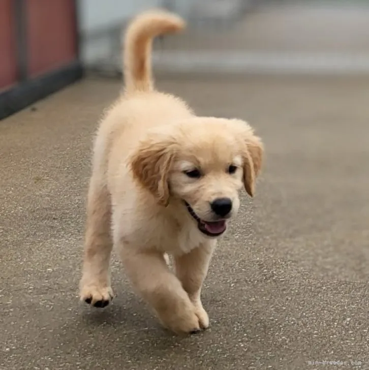 若杉 様のお迎えした子犬