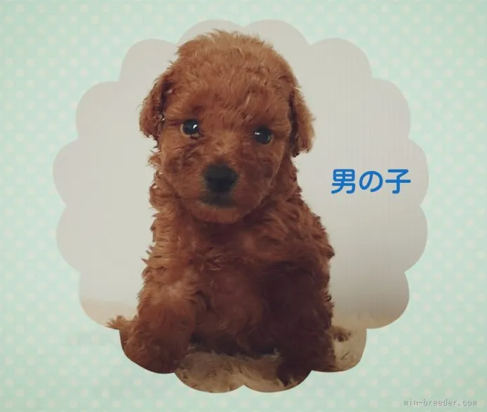 ID：1508-01521の子犬