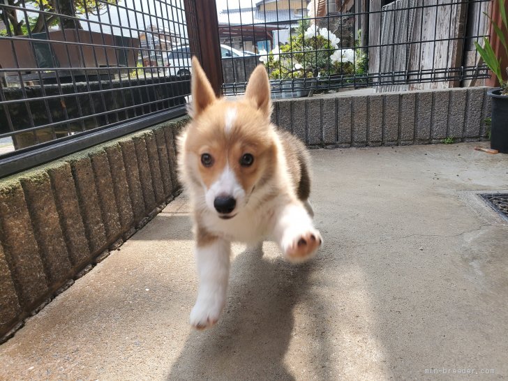 ウェルシュ コーギー ペンブロークの子犬をお迎えいただいたお客様の声 口コミ 評判 長崎県 みんなのブリーダー