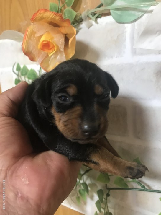 ミニチュアピンシャー 長崎県 女の子 21年9月24日 ブラックタン 可愛いミニピン 女の子 みんなのブリーダー 子犬id 2111 ミニチュアピンシャー 長崎県 女の子 21年9月24日 ブラックタン 可愛いミニピン 女の子 みんなのブリーダー 子犬id 2111
