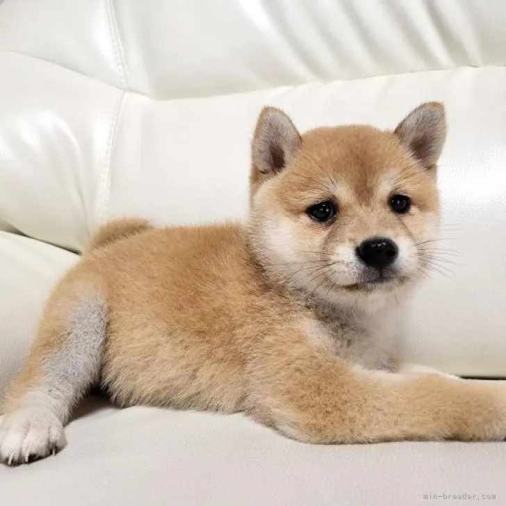 ID：2205-02941の子犬