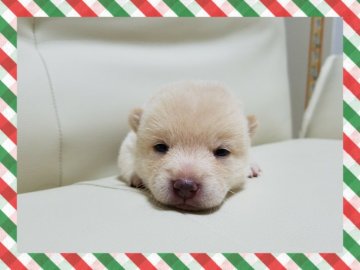 柴犬(豆柴)【長崎県・男の子・2017年9月25日・白】の写真「可愛い豆柴★男の子」