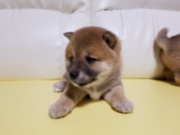 柴犬(豆柴)【長崎県・女の子・2018年12月17日・赤】の写真「豆柴☆女の子」