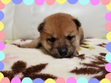柴犬(豆柴)【長崎県・男の子・2018年1月6日・赤】の写真「可愛い豆柴サイズ★男の子」