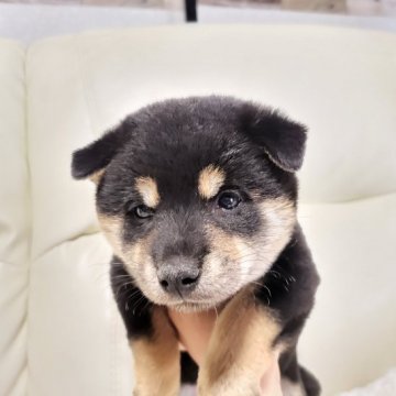 柴犬(標準サイズ)【長崎県・女の子・2022年4月2日・黒】の写真「美人さん♡女の子♡」