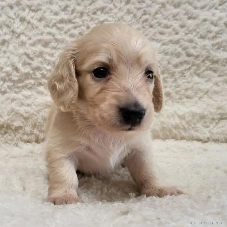 K.I 様のお迎えした子犬