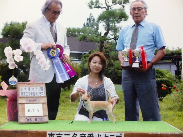 ハンドラーとしてデビュー戦でBest in showを獲得しました！｜中村　智子(なかむら　ともこ)ブリーダー(東京都・チワワ(スムース)など・JKC登録)の紹介写真3