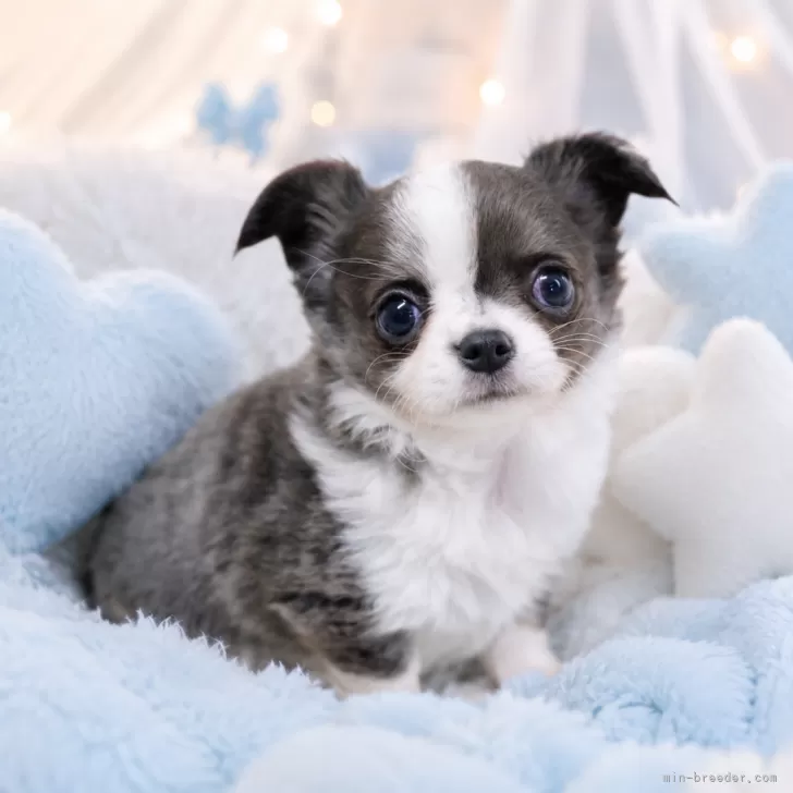 ID：2605-01002の子犬