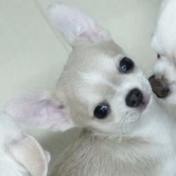 チワワ(スムース)【東京都・男の子・2025年2月26日・ブルーフォーン&ホワイト】の写真「気品溢れる上品さ」