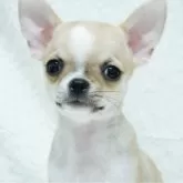 チワワ(スムース)