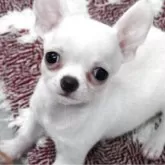 チワワ(スムース)