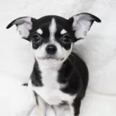 チワワ(スムース)