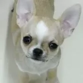 チワワ(スムース)