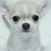 チワワ(スムース)