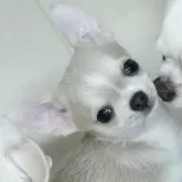 チワワ(スムース)