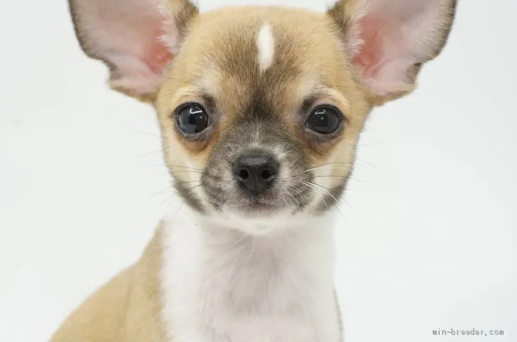 ID：1912-01446の子犬