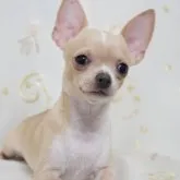 チワワ(スムース)【東京都・女の子・2023年6月6日・ホワイト&クリーム】の写真1