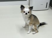 チワワ(ロング)【・女の子・2023年11月28日・フォーン&ホワイト】