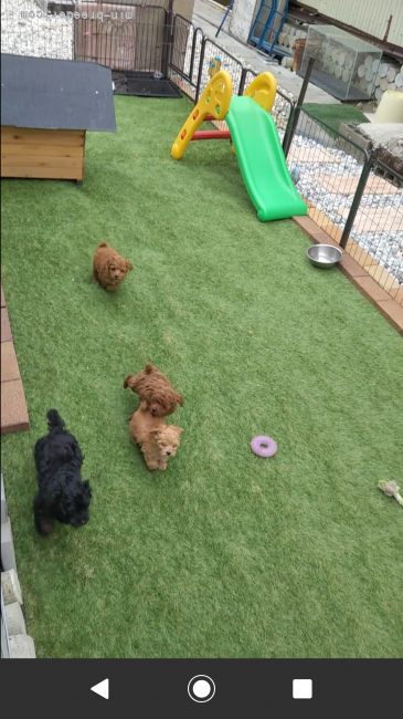 西出　育夫(にしで　いくお)ブリーダー(三重県・柴犬など・JKC/kc登録)の紹介写真2