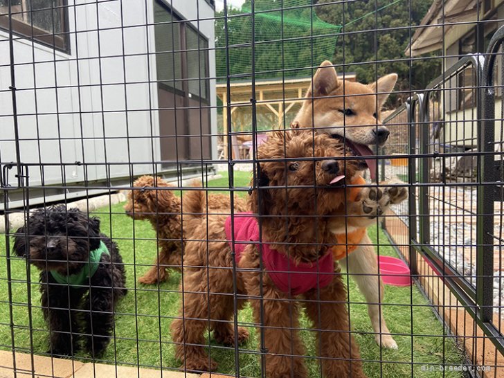 西出　育夫(にしで　いくお)ブリーダー(三重県・柴犬など・JKC登録)の紹介写真3