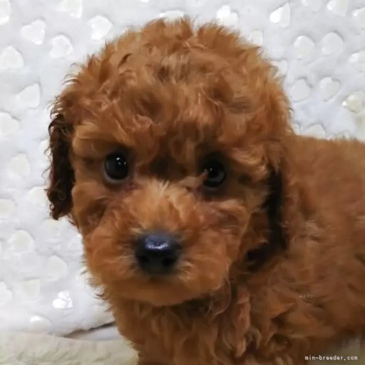 ID：2506-04933の子犬