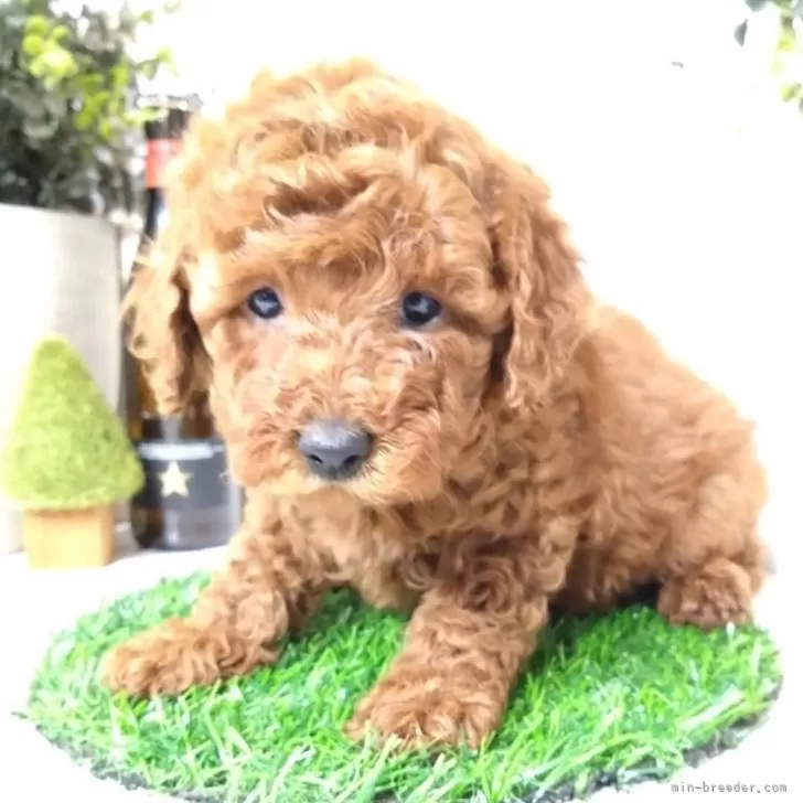 トイプードル(トイ)【三重県・女の子・2025年9月20日・レッド】の写真1「実物ほんとに可愛いです😍オンラインでのご見学も承っておりますので、ぜひ一度ご覧下さい🐶💕」