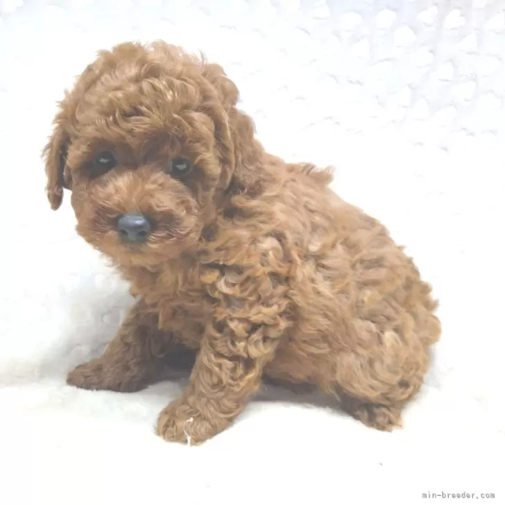 ID：2412-02283の子犬