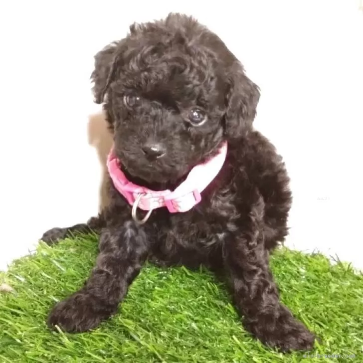 タイニープードル【三重県・女の子・2025年9月19日・ブラック】の写真1「実物ほんとに可愛いです😍オンラインでのご見学も承っておりますので、ぜひ一度ご覧下さい🐶💕」