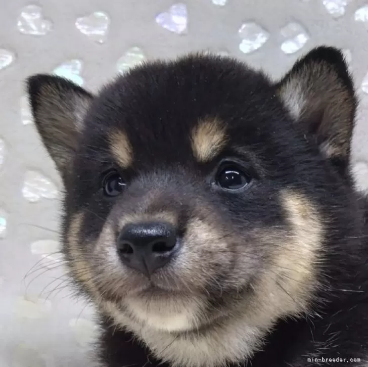 ID:2412-02224の子犬
