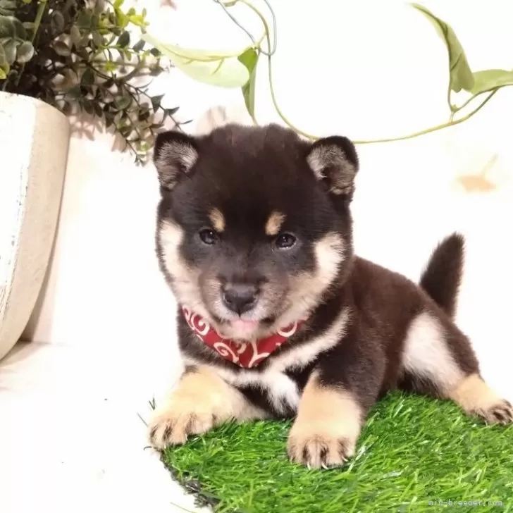 豆柴【三重県・女の子・2025年9月12日・黒】の写真1「オンラインでのご見学も承っておりますので、ぜひ一度ご覧下さい🦮💕」