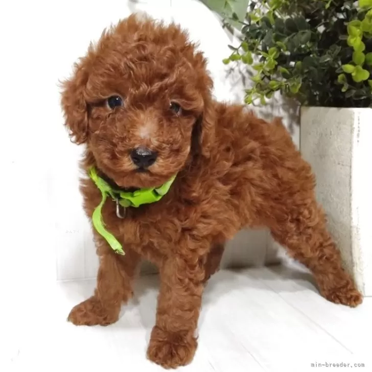 トイプードル(トイ)【三重県・男の子・2025年8月11日・レッド】の写真1「実物もっと可愛いです🐶💕ぜひ一度ご見学下さい🙇‍♀（オンラインいつでも大丈夫です☺️）」