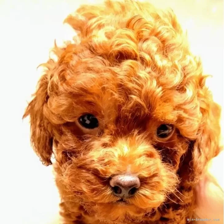 ID:2411-04172の子犬