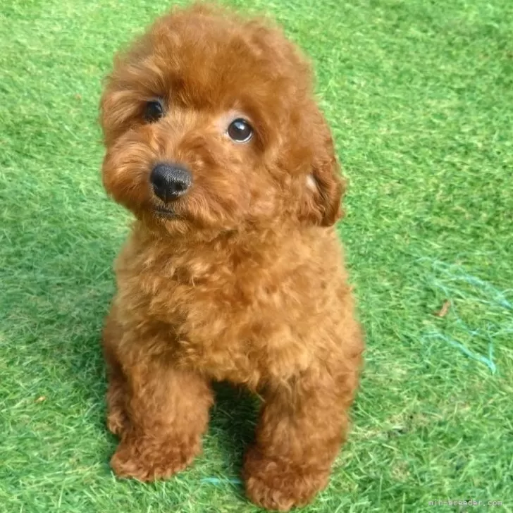 ID：2412-02277の子犬