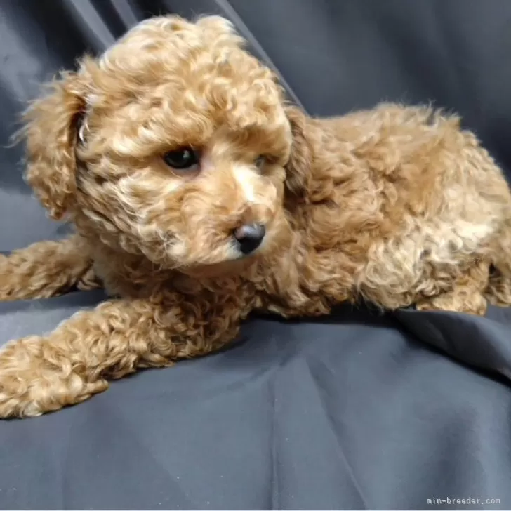 ID：2412-06865の子犬