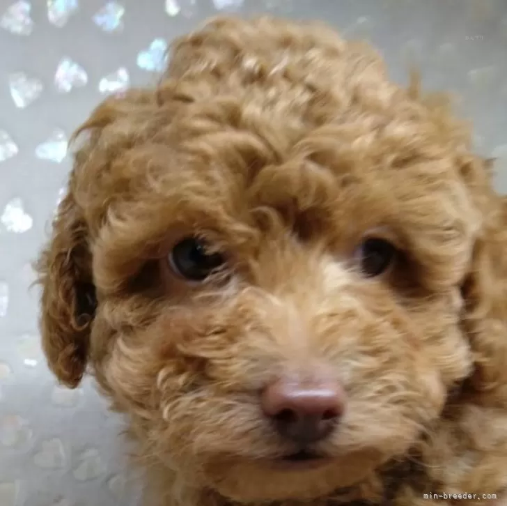 ID:2411-04166の子犬